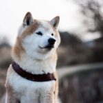 Doge rival Shiba facing huge downfall in terms prices & interests