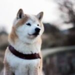 Shiba Inu rises by 20% as Newegg teases accepting SHIB as payment