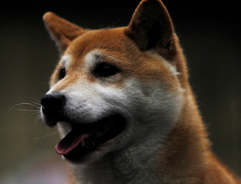Doge rival Shiba facing huge downfall in terms prices & interests 6