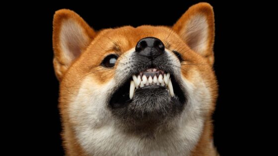 Shiba Inu token burn rate pumps 1,800% within 24 hours, is a big pump coming? 17