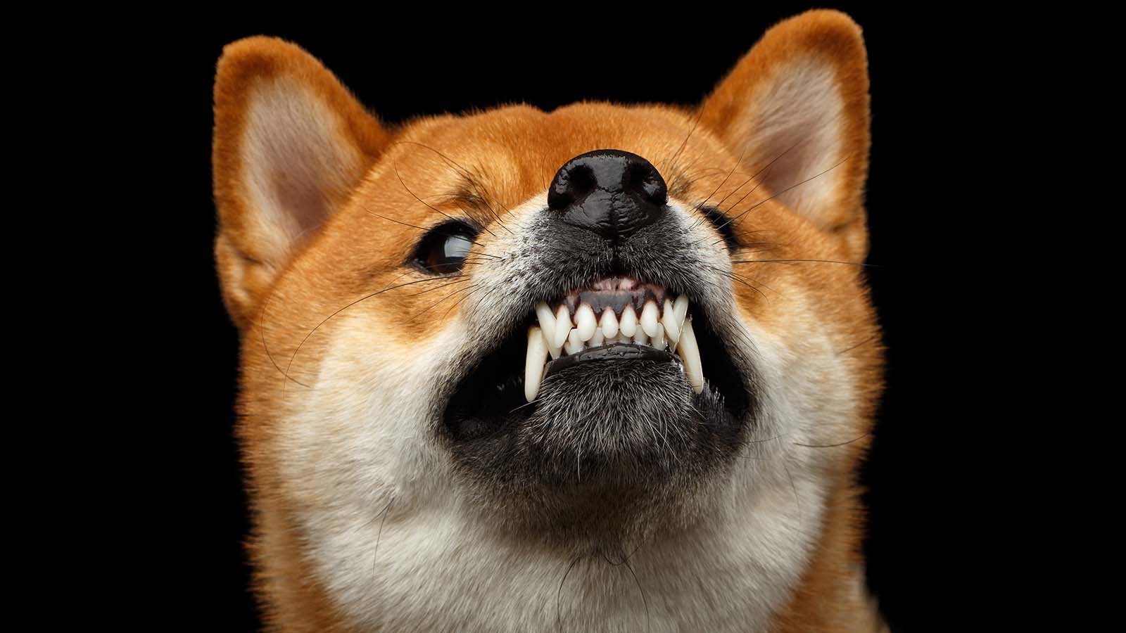 Majority of the Americans want to sell Shiba Inu token 3