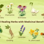 10 Healing Herbs with Medicinal Benefits