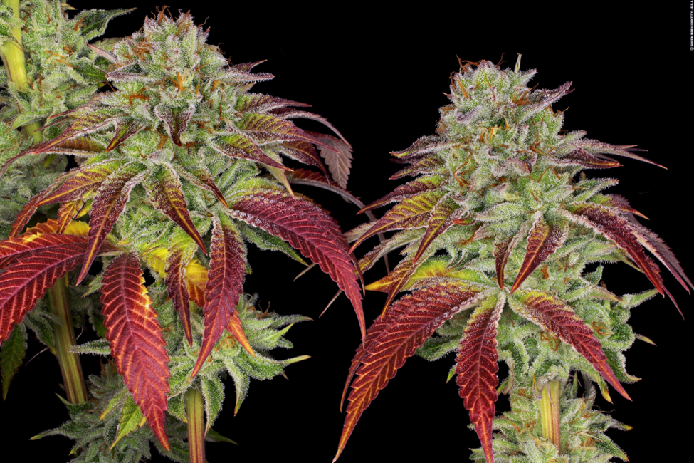 Unlock the Potential of Your Garden with Barney’s Farm USA Marijuana Seeds 3